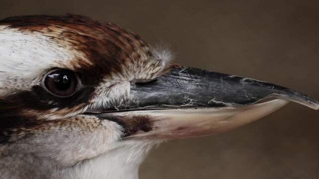 Laughing Kookaburra blinking portrait closeup panting in heat of Australia or Australia, close up slow motion. wild birds, wildlife of Africa. Animal diversity, zoo in Belgrade. Ornitology, kingfisher