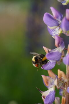 Macro shot of a bumblebee in flight approaching purple lupine flowers against a dark background