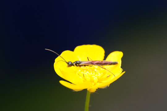 Macro shot of an ichneumon wasp resting on a bright yellow wildflower against out-of-focus background