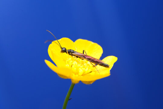 Macro shot of an ichneumon wasp resting on a bright yellow wildflower against out-of-focus background