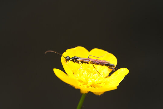 Macro shot of an ichneumon wasp resting on a bright yellow wildflower against out-of-focus background