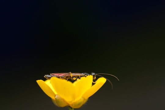 Macro shot of an ichneumon wasp resting on a bright yellow wildflower against out-of-focus background