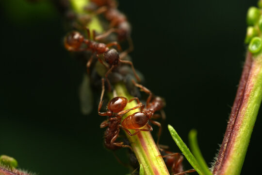 Macro shot of red ants (Myrmica) farming a colony of aphids on a green plant stem