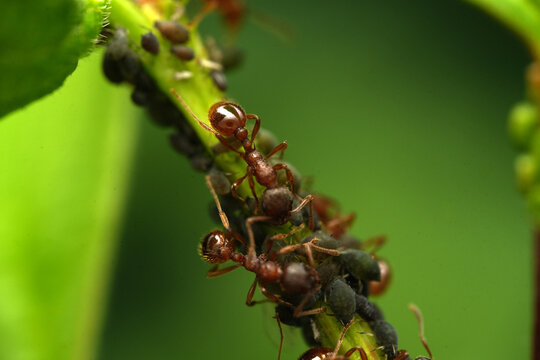 Macro shot of red ants (Myrmica) farming a colony of aphids on a green plant stem