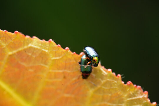 Macro shot of two iridescent leaf beetles (Chrysomelidae) mating on the edge of a yellow and red leaf