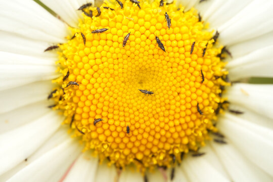 Macro shot of a swarm of thrips (Thysanoptera) crawling over the yellow center of a daisy
