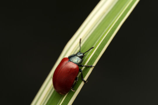 Macro shot of a poplar leaf beetle (Chrysomela populi) resting on a variegated green and white leaf