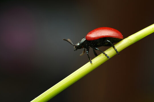 Macro shot of a poplar leaf beetle (Chrysomela populi) resting on a variegated green and white leaf