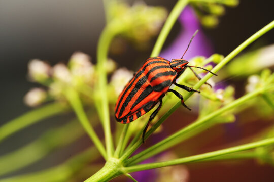 Macro shot of a striped shield bug (Graphosoma italicum) resting on a green plant stem