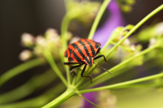 Macro shot of a striped shield bug (Graphosoma italicum) resting on a green plant stem