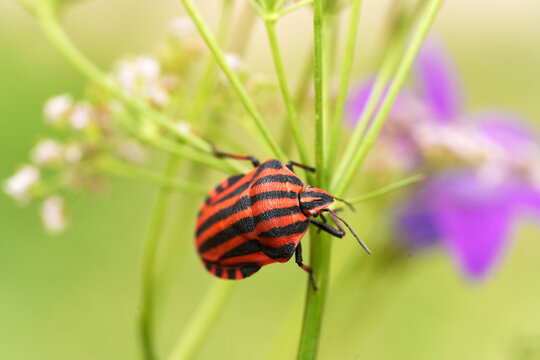 Macro shot of a striped shield bug (Graphosoma italicum) resting on a green plant stem