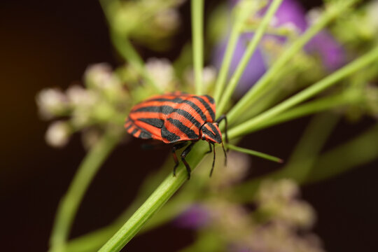 Macro shot of a striped shield bug (Graphosoma italicum) resting on a green plant stem