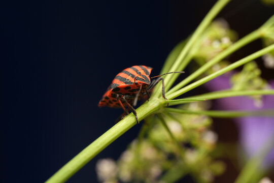 Macro shot of a striped shield bug (Graphosoma italicum) resting on a green plant stem