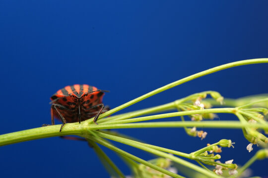 Macro shot of a striped shield bug (Graphosoma italicum) resting on a green plant stem