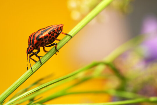 Macro shot of a striped shield bug (Graphosoma italicum) resting on a green plant stem