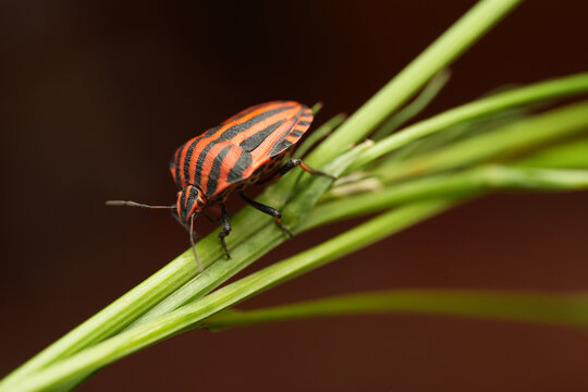 Macro shot of a striped shield bug (Graphosoma italicum) resting on a green plant stem