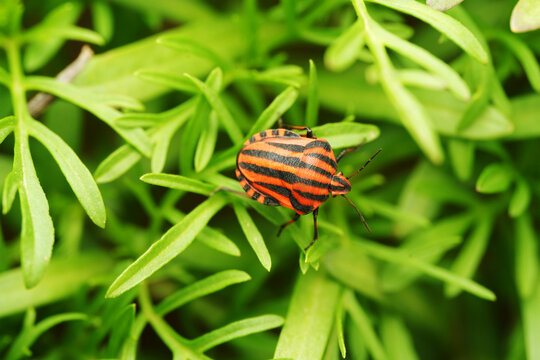 Macro shot of a striped shield bug (Graphosoma italicum) resting on a green plant stem