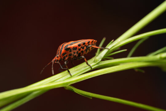 Macro shot of a striped shield bug (Graphosoma italicum) resting on a green plant stem