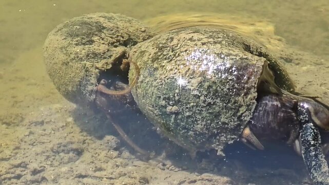 
A Pair of Freshwater Snails Mating on the Edge of a Rice Paddy #004

