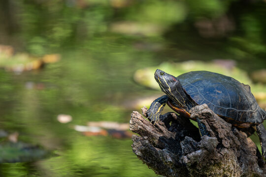 A red-eared slider turtle  basks atop a mossy, weathered log in a tranquil green pond