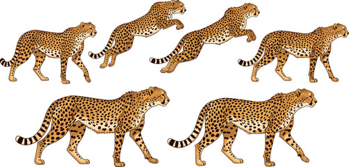 Obraz premium Illustration of Cheetahs in Various Poses for Wildlife, African Safari, and Animal Motion Designs
