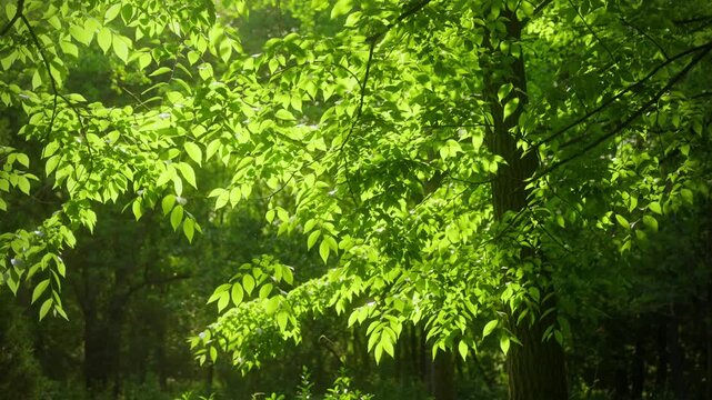 Lush Green Leaves in Forest with Sunlight
