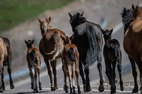 Beautiful horses in spring meadows in the snowy mountains of Kyrgyzstan