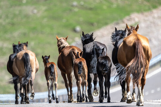 Beautiful horses in spring meadows in the snowy mountains of Kyrgyzstan