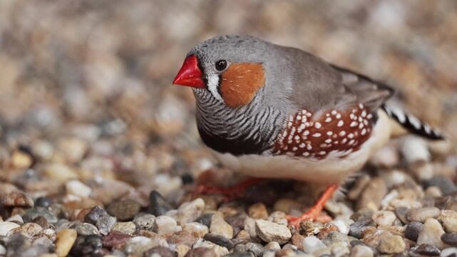 Close up shot of cute little zebra finch or chestnut-eared finch, taeniopygia guttata spotted perching on ground and wondering around it surrounding environments, drop guanoe and fly away. Ornitology
