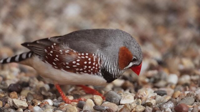 Close up shot of cute little zebra finch or chestnut-eared finch, taeniopygia guttata spotted perching on ground and wondering around it surrounding environments, drop guanoe and fly away. Ornitology