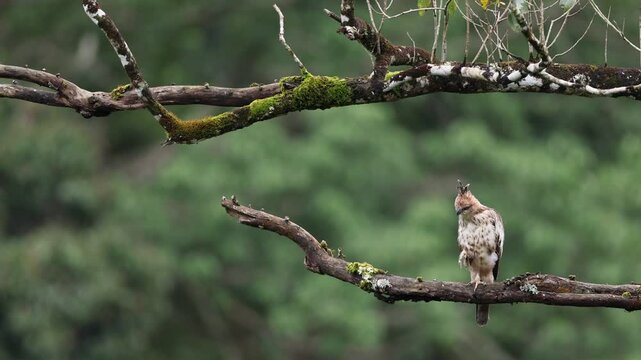 Slow motion Video of Crested Hawk eagle perched on a tree and preening in Western ghats
