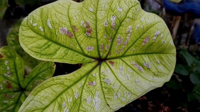 Close-up of beautiful green Caladium bicolor leaf with pink and white spots showing intricate organic textures.