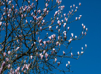 Pale pink magnolia blossoms against a bright blue sky © JOY
