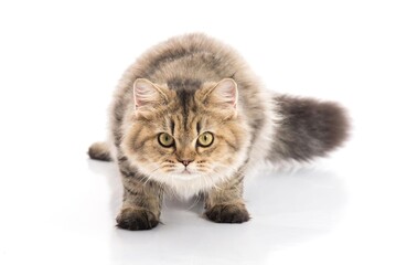 Obraz premium kitten on white background