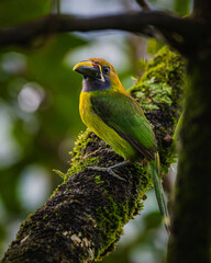 Naklejka premium Northern emerald toucanet (Aulacorhynchus prasinus)