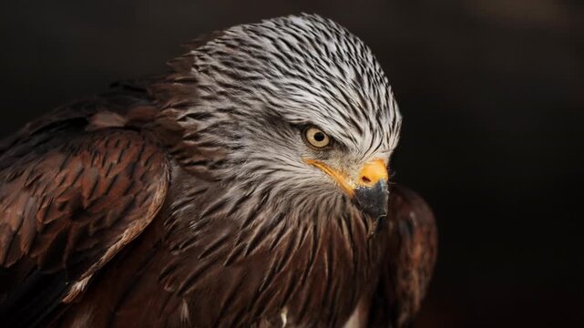 Red kite milvus closeup portrait in the air, Wildlife, birds, ornithology. Rear shot of predator bird looking straight to camera. Cinematic frame of stunning hawk. Fauna of Asia and Africa.