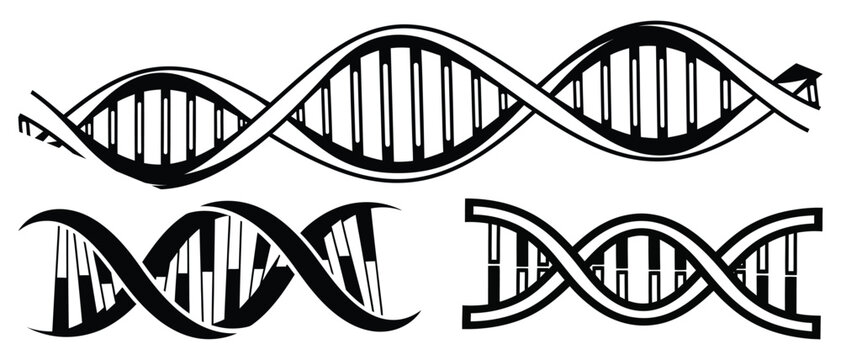 Dna helix silhouettes genetic code illustration in black and white
