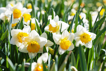 Obraz premium Beautiful spring or summer garden with white narcissus flowers in warm sunny lights. A farmer's field for growing flowers.