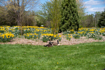 Beautiful couple of geese layed on a flower field  © Omar