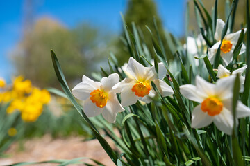 Obraz premium Spring bloom of many colorful flower in a garden field