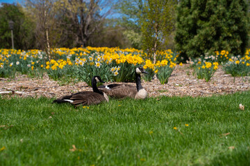Beautiful couple of geese layed on a flower field  © Omar