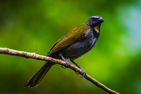 Buff-throated saltator (Saltator maximus) 