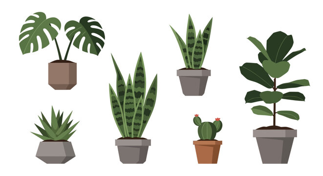 Collection of potted house plants varieties.