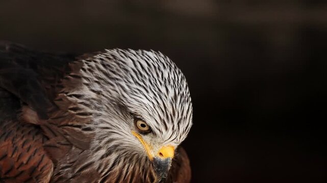 Red kite milvus closeup portrait in the air, Wildlife, birds, ornithology. Rear shot of predator bird looking straight to camera. Cinematic frame of stunning hawk. Fauna of Asia and Africa.
