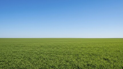 Obraz premium Vast green field under a clear blue summer sky