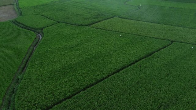 Aerial drone view of lush green rice fields and mixed farmland in rural Indonesia. Multiple paddy plots in various stages of growth are divided by narrow irrigation pathways, with a light mist driftin