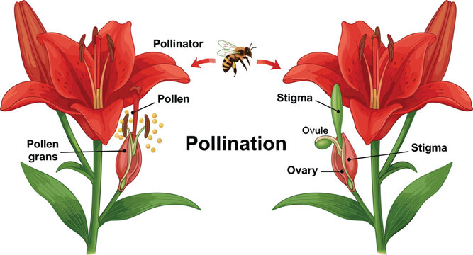Educational Diagram of Plant Pollination Process Featuring Lily Flower Anatomy with Honey Bee Pollinator Stigma Ovary and Pollen Grains for Science Education and Biology Learning