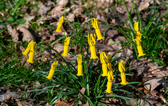 Yellow Narcissus Cyclaminous flowers in the sring