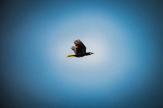 Montezuma oropendola (Psarocolius montezuma)