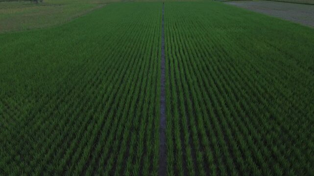 Aerial drone view of lush green rice fields and mixed farmland in rural Indonesia. Multiple paddy plots in various stages of growth are divided by narrow irrigation pathways, with a light mist driftin